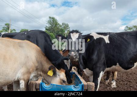 Cows eating from trough made of blue plastic barrels. Cows of different breeds being bred intensively. cows eating hay in cowshed. Cattle eating in th Stock Photo