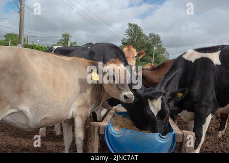 Cows eating from trough made of blue plastic barrels. Cows of different breeds being bred intensively. cows eating hay in cowshed. Cattle eating in th Stock Photo