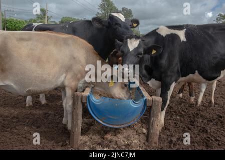 Cows eating from trough made of blue plastic barrels. Cows of different breeds being bred intensively. cows eating hay in cowshed. Cattle eating in th Stock Photo