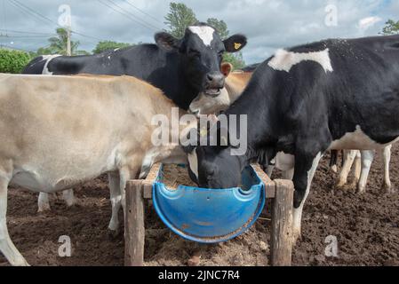 Cows eating from trough made of blue plastic barrels. Cows of different breeds being bred intensively. cows eating hay in cowshed. Cattle eating in th Stock Photo