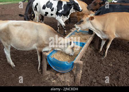 Cows eating from trough made of blue plastic barrels. Cows of different breeds being bred intensively. cows eating hay in cowshed. Cattle eating in th Stock Photo