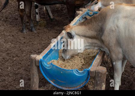 Cows eating from trough made of blue plastic barrels. Cows of different breeds being bred intensively. cows eating hay in cowshed. Cattle eating in th Stock Photo