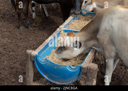 Cows eating from trough made of blue plastic barrels. Cows of different breeds being bred intensively. cows eating hay in cowshed. Cattle eating in th Stock Photo