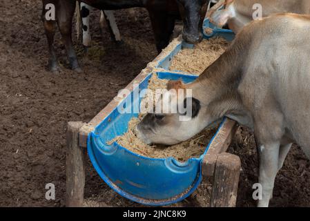 Cows eating from trough made of blue plastic barrels. Cows of different breeds being bred intensively. cows eating hay in cowshed. Cattle eating in th Stock Photo