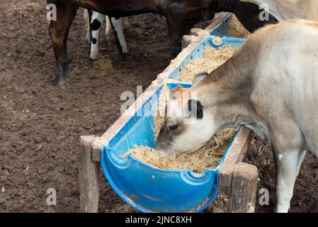 Cows eating from trough made of blue plastic barrels. Cows of different breeds being bred intensively. cows eating hay in cowshed. Cattle eating in th Stock Photo