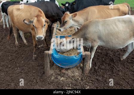 Cows eating from trough made of blue plastic barrels. Cows of different breeds being bred intensively. cows eating hay in cowshed. Cattle eating in th Stock Photo