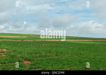 Peanut plantation in the rural area of the State of São Paulo - Brazil. Cloudy day. Agriculture with the application of level curves (curvas de níve Stock Photo