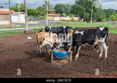 Cows eating from trough made of blue plastic barrels. Cows of different breeds being bred intensively. cows eating hay in cowshed. Cattle eating in th Stock Photo