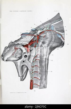 The anatomy and development of the systemic lymphatic vessels in the domestic cat Stock Photo