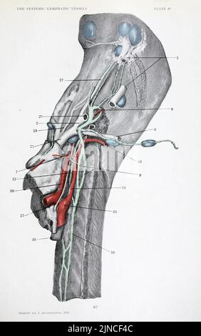 The anatomy and development of the systemic lymphatic vessels in the domestic cat Stock Photo