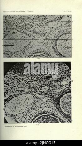 The anatomy and development of the systemic lymphatic vessels in the domestic cat Stock Photo