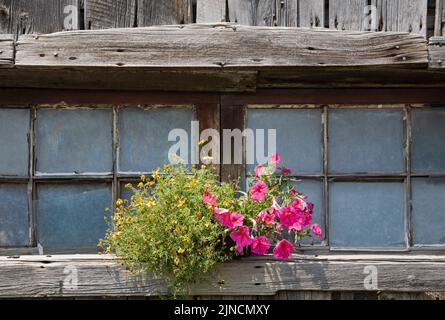 Old wooden barn window with a flower pot of petunias and yellow flowers on the window sill. Stock Photo