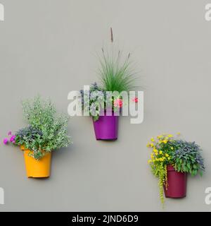 Bright Wall Planters, Colorful Flowerpots, Green Fresh Pineapple Mint Foliage, Pink Flowering Pelargonium Flowers, Red Geraniums, Salvia Officinalis Stock Photo