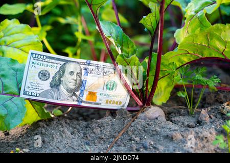 Clean fresh banknote of one hundred us dollars on a garden bed with growing red beets close-up Stock Photo