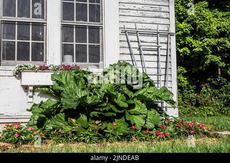 Rubarb and red impatiens flowers growing in front of a white building with a flowerbox filled with petunias. Stock Photo