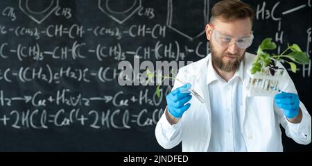 a scientist in a chemistry lab conducting a seedlings experiment with lab tools and a blackboard on background, banner, place for text Stock Photo