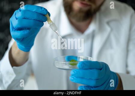 close-up of a male researcher conducting experiments in a modern laboratory with plant and dropper, gmo grown in a Petri dish Stock Photo