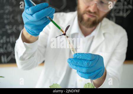 Male microbiologist in safety glasses adding biological nutritional supplement vitamins from a syringe to a green plant. Medical scientist working in Stock Photo