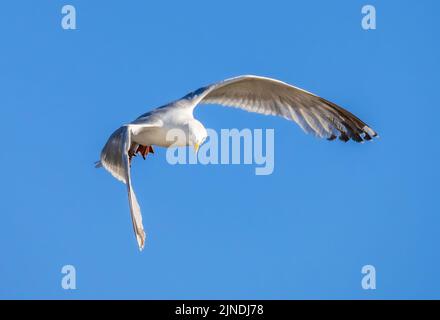 Adult Herring Gull (Larus argentatus) in flight against blue sky in Summer in the UK. Seagull flying. Stock Photo