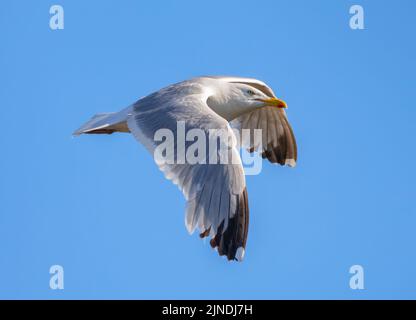 Adult Herring Gull (Larus argentatus) in flight against blue sky in Summer in the UK. Seagull flying. Stock Photo