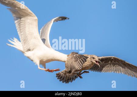 Adult Herring Gull attacking a Juvenile Herring Gull (Larus argentatus) in the air in flight, against blue sky, in Summer in the UK. Stock Photo