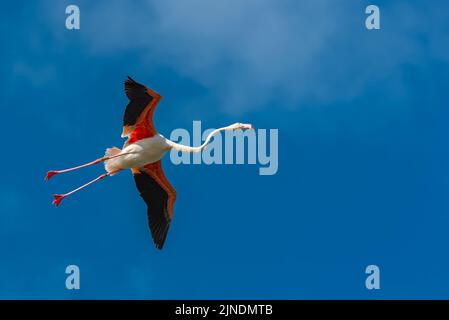 Greater Flamingo, pink bird flying in blue sky Stock Photo