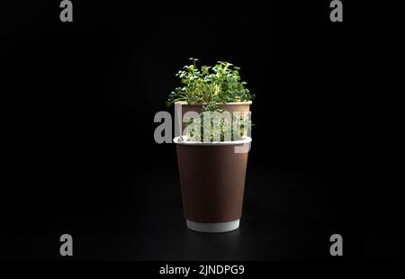 Microgreens in a Kraft eco-cup. Sprouting seeds at home. The concept of vegan and healthy eating. Sprouted radish seeds, microgreens. Cultivation of Stock Photo