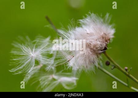 Fluffs of the faded thistle are coming off in autumn, green background. Stock Photo