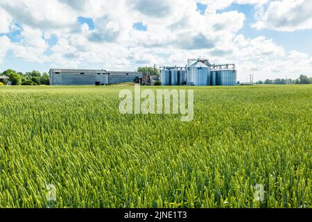 Green freshly ripening field landscape with agricultural silos granary towers in the background Stock Photo