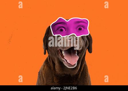 Creative collage with breed dog, chocolate labrador with female eyes expressing different emotions isolated over orange background. Magazine style. Stock Photo
