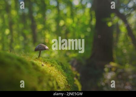 Tiny mushroom growing from moss in the forest. Forest therapy concept. Stock Photo