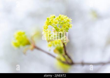 Close-up of flowering Norway maple (Acer platanoides). Acer platanoides Norway maple tree branches in bloom, springtime bright color yellow flowering Stock Photo