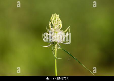 Phyteuma spicatum, the spiked rampion, is a plant in the Campanulaceae family. Phyteuma spicatum flowers, closeup. Stock Photo