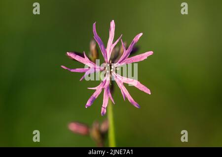 Silene flos-cuculi (Lychnis flos-cuculi), commonly called ragged-robin, is a perennial herbaceous plant in the family Caryophyllaceae. Lychnis flos-cu Stock Photo