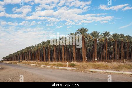 Palm trees plantation near asphalt road, clouds above Stock Photo