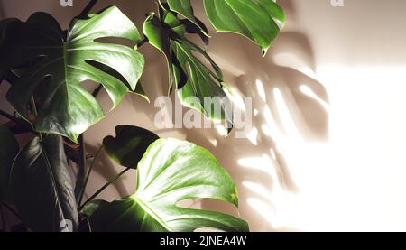 Beautiful leaves of Monstera deliciosa or Swiss cheese plant close-up in the sunlight and their shadow on the wall Stock Photo