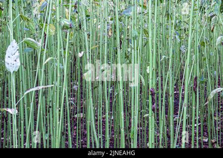 green raw jute tree farm on field for harvest Stock Photo