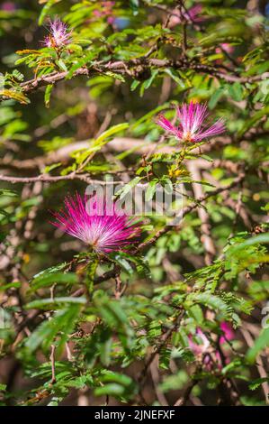 A vertical closeup of Calliandra eriophylla, commonly known as fairy duster. Stock Photo