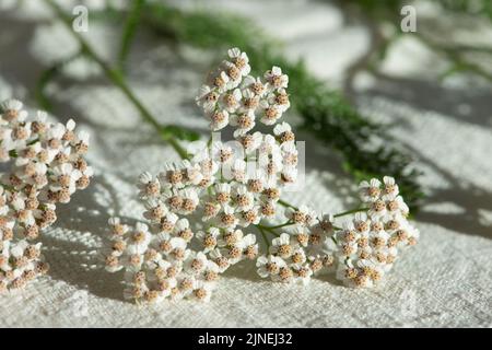 Yarrow plants prepared for drying, close up. Achillea millefolium, commonly known as yarrow or common yarrow. Stock Photo