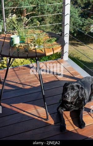 Balcony table with Yarrow plants and black Labrador lying on the floor. Summer morning, harsh shadows. Stock Photo