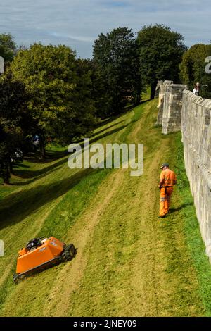 Grass slope mowed by remote-controlled orange robotic mower (KommTek RoboFlail) & worker in hi-vis - historic York city walls, Yorkshire, England, UK. Stock Photo