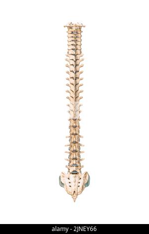 Accurate posterior or back view of human spine bones or vertebrae isolated on white background 3D rendering illustration. Blank anatomical chart. Anat Stock Photo