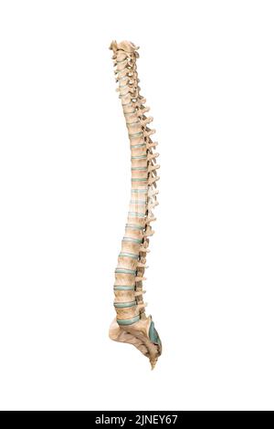 Accurate spine or spinal column of human skeletal system or skeleton ...