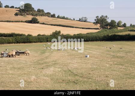 Greater black back gulls Larus marinus gather inland near sheep feeder under severe drought conditions Cotswolds August 2022 UKCostwolds UK Stock Photo