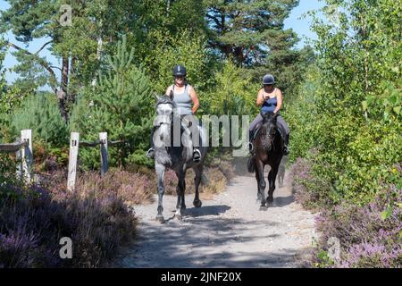 Two horse riders riding on sandy path on Chatley Heath in Surrey, England, UK, on a sunny summer morning Stock Photo