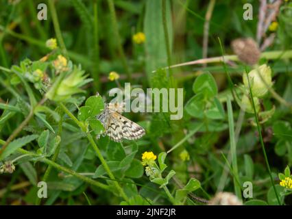 detailed close up of a Mother Shipton moth (Callistege mi) Stock Photo