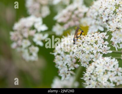 An Ichneumon wasp (Amblyteles armatorius) feeding on cow parsley (Anthriscus sylvestris) Stock Photo