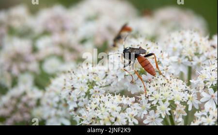 An Ichneumon wasp (Amblyteles armatorius) feeding on cow parsley (Anthriscus sylvestris) Stock Photo