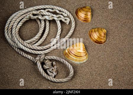 Old coil of rope and sea shells lying on a sandy coastal beach Stock Photo