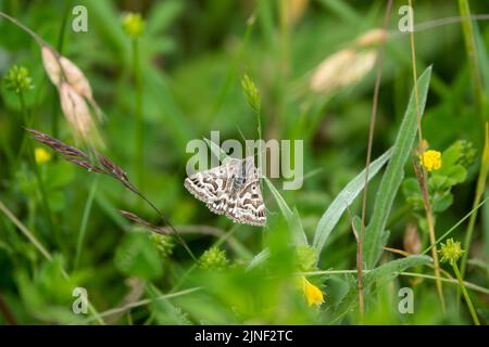 detailed close up of a Mother Shipton moth (Callistege mi) Stock Photo